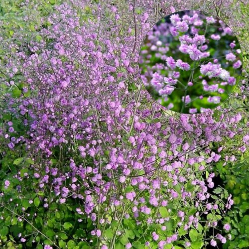 Thalictrum 'Hewitt's Double' - Ängelhein 'Hewitt's Double'